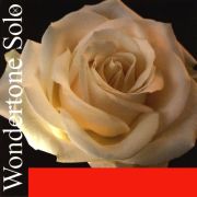  410021 Wondertone Solo Комплект струн для скрипки (синтетика)